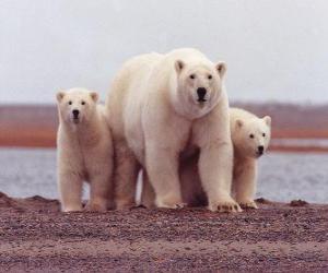 yapboz Kutup ayısı Aile